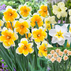 Narcissus Rare Butterfly Orchid Collection Daffodil Bulbs Blooms Species Growing Bonsai Roots Rhizomes Corms Tubers Potted Planting Reblooming Fragrant Garden Flower Seeds Plant - Seedsplant