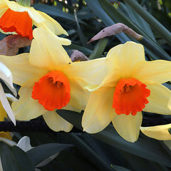 Narcissus Red Goblet Daffodil Bulbs Blooms Species Growing Bonsai Roots Rhizomes Corms Tubers Potted Planting Reblooming Fragrant Garden Flower Seeds Plant - Seedsplant