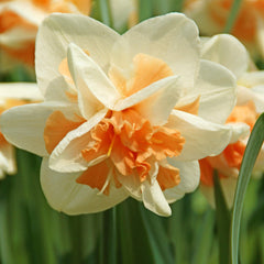 Replete Daffodil Narcissus Bulbs Blooms Species Growing Bonsai Roots Rhizomes Corms Tubers Potted Planting Reblooming Fragrant Garden Flower Seeds Plant