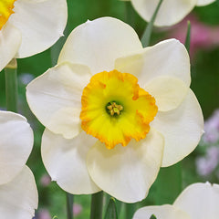 Narcissus Ringtone Daffodil Bulbs Blooms Species Growing Bonsai Roots Rhizomes Corms Tubers Potted Planting Reblooming Fragrant Garden Flower Seeds Plant