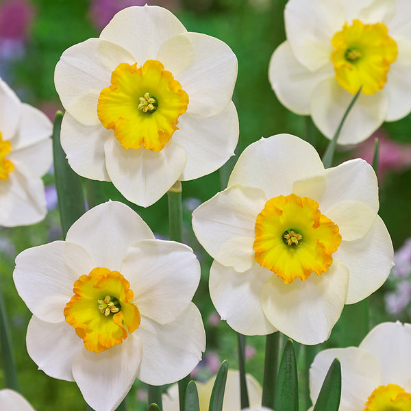 Narcissus Ringtone Daffodil Bulbs Blooms Species Growing Bonsai Roots Rhizomes Corms Tubers Potted Planting Reblooming Fragrant Garden Flower Seeds Plant