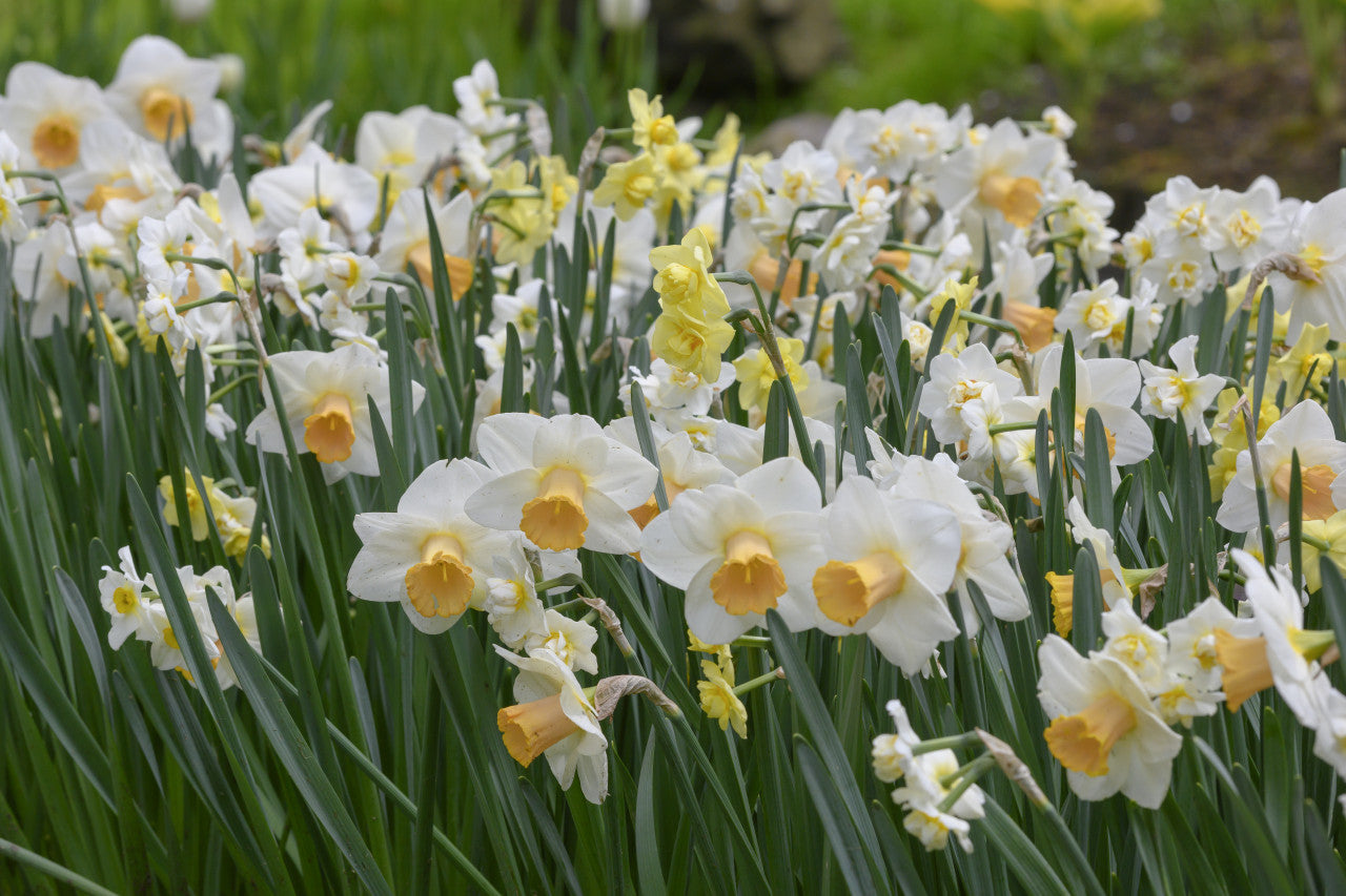 Salome Daffodil Narcissus Bulbs Blooms Species Growing Bonsai Roots Rhizomes Corms Tubers Potted Planting Reblooming Fragrant Garden Flower Seeds Plant - Seedsplant