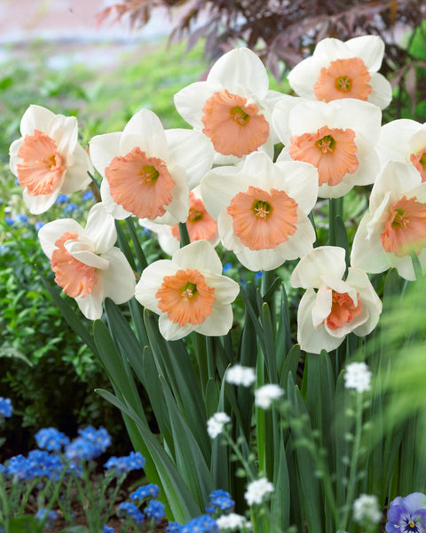Daffodil Sentinel  Narcissus Bulbs Blooms Species Growing Bonsai Roots Rhizomes Corms Tubers Potted Planting Reblooming Fragrant Garden Flower Seeds Plan