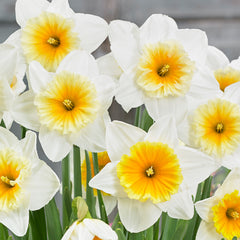 Narcissus Slim Whitman Daffodil Bulbs Blooms Species Growing Bonsai Roots Rhizomes Corms Tubers Potted Planting Reblooming Fragrant Garden Flower Seeds Plant