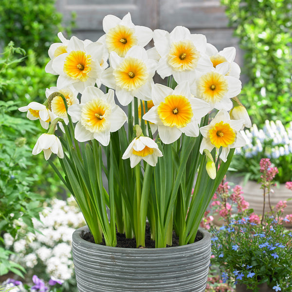 Narcissus Slim Whitman Daffodil Bulbs Blooms Species Growing Bonsai Roots Rhizomes Corms Tubers Potted Planting Reblooming Fragrant Garden Flower Seeds Plant