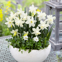 Narcissus Snow Baby  Daffodil Bulbs Blooms Species Growing Bonsai Roots Rhizomes Corms Tubers Potted Planting Reblooming Fragrant Garden Flower Seeds Plant