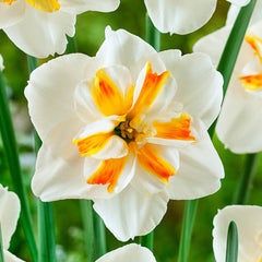 Narcissus Sorbet Daffodil Bulbs Blooms Species Growing Bonsai Roots Rhizomes Corms Tubers Potted Planting Reblooming Fragrant Garden Flower Seeds Plant