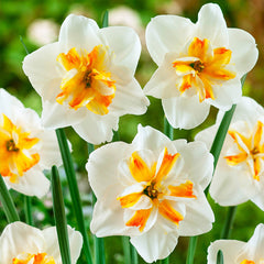 Narcissus Sorbet Daffodil Bulbs Blooms Species Growing Bonsai Roots Rhizomes Corms Tubers Potted Planting Reblooming Fragrant Garden Flower Seeds Plant