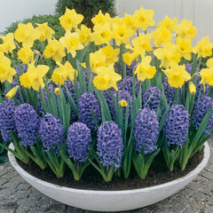 Narcissus Standard Value Daffodil Bulbs Blooms Species Growing Bonsai Roots Rhizomes Corms Tubers Potted Planting Reblooming Fragrant Garden Flower Seeds Plant - Seedsplant