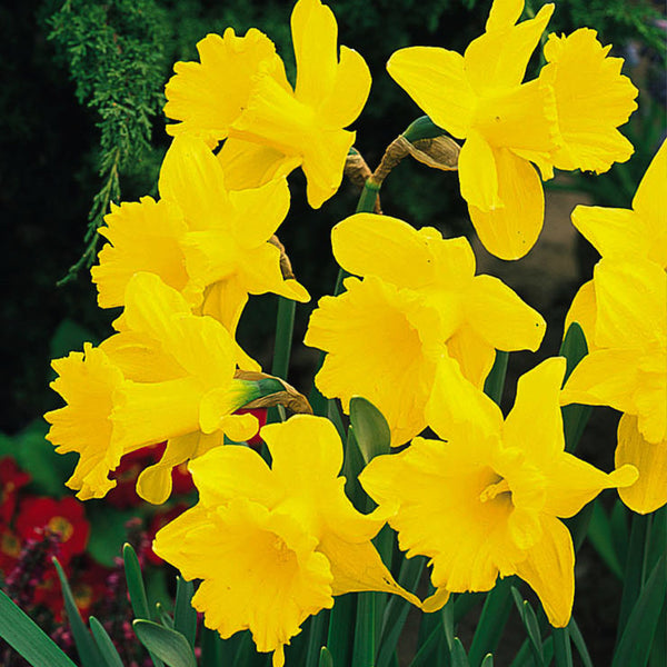 Narcissus Standard Value Daffodil Bulbs Blooms Species Growing Bonsai Roots Rhizomes Corms Tubers Potted Planting Reblooming Fragrant Garden Flower Seeds Plant