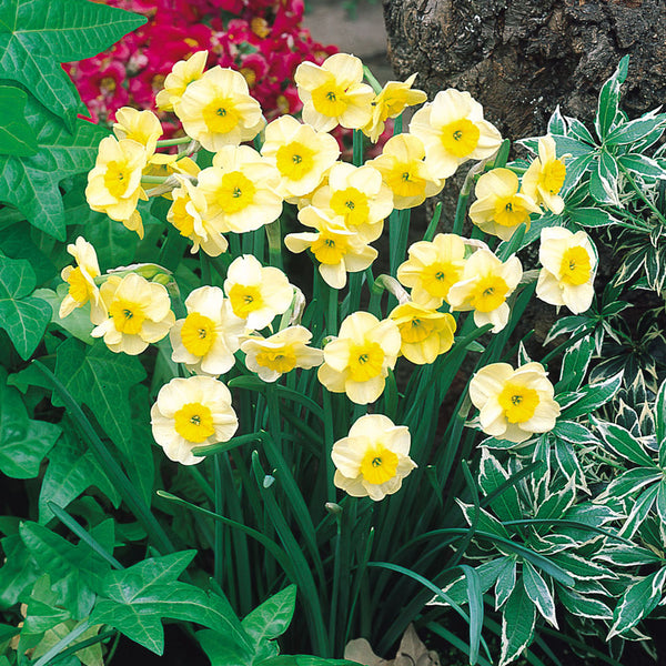 Narcissus Sundisc Daffodil Bulbs Blooms Species Growing Bonsai Roots Rhizomes Corms Tubers Potted Planting Reblooming Fragrant Garden Flower Seeds Plant