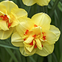 Narcissus Daffodil Spring Long Blooming Mix Bulbs Blooms Species Growing Bonsai Roots Rhizomes Corms Tubers Potted Planting Reblooming Fragrant Garden Flower Seeds Plant