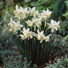 Narcissus Tete-a-Tete Collection Daffodil Narcissus Bulbs Blooms Species Growing Bonsai Roots Rhizomes Corms Tubers Potted Planting Reblooming Fragrant Garden Flower Seeds Plant