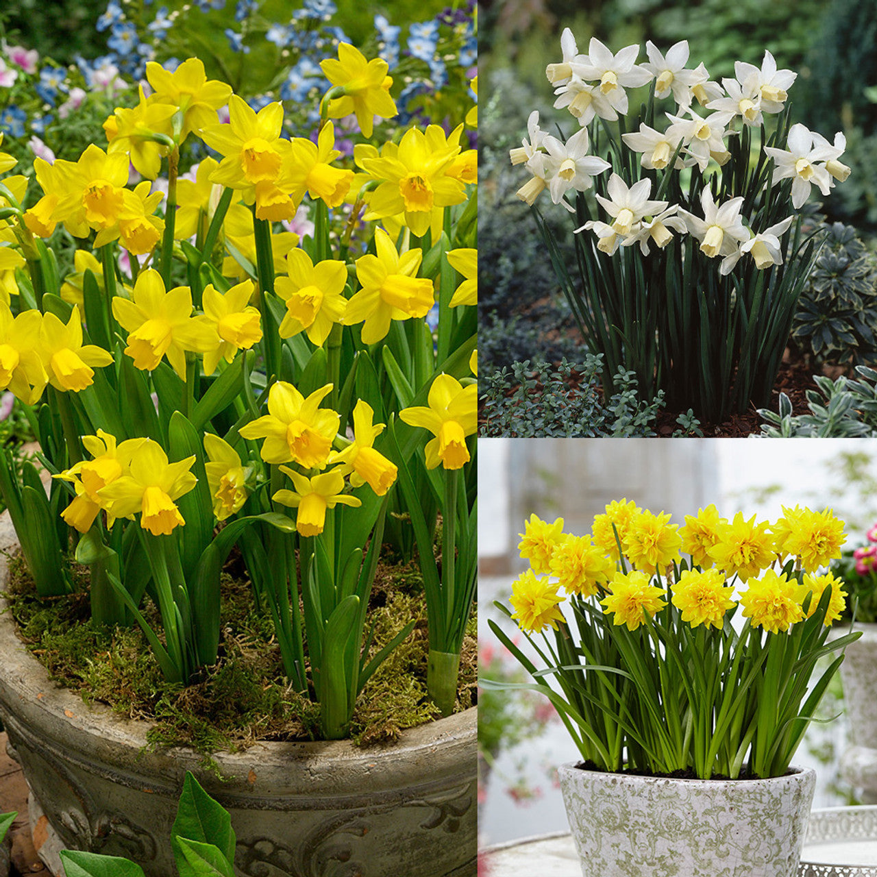 Narcissus Tete-a-Tete Collection Daffodil Narcissus Bulbs Blooms Species Growing Bonsai Roots Rhizomes Corms Tubers Potted Planting Reblooming Fragrant Garden Flower Seeds Plant