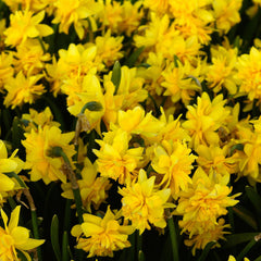 Tete-a-Tete Double Daffodil Narcissus Bulbs Blooms Species Growing Bonsai Roots Rhizomes Corms Tubers Potted Planting Reblooming Fragrant Garden Flower Seeds Plant