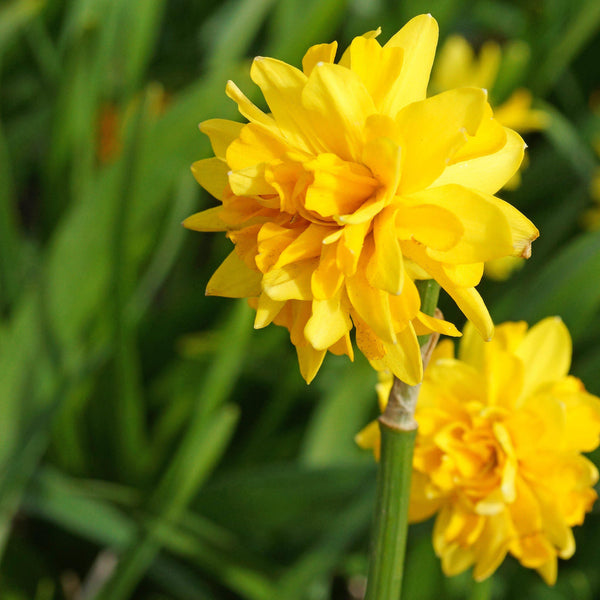 Tete-a-Tete Double Daffodil Narcissus Bulbs Blooms Species Growing Bonsai Roots Rhizomes Corms Tubers Potted Planting Reblooming Fragrant Garden Flower Seeds Plant