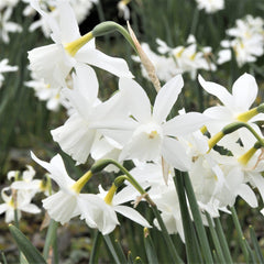 Narcissus Thalia Daffodil Bulbs Blooms Species Growing Bonsai Roots Rhizomes Corms Tubers Potted Planting Reblooming Fragrant Garden Flower Seeds Plant