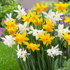 Narcissus Thalia  Daffodil Bulbs Blooms Species Growing Bonsai Roots Rhizomes Corms Tubers Potted Planting Reblooming Fragrant Garden Flower Seeds Plant - Seedsplant