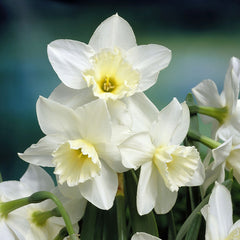 Narcissus Tresamble Daffodil Bulbs Blooms Species Growing Bonsai Roots Rhizomes Corms Tubers Potted Planting Reblooming Fragrant Garden Flower Seeds Plant