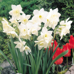 Narcissus Tresamble Daffodil Bulbs Blooms Species Growing Bonsai Roots Rhizomes Corms Tubers Potted Planting Reblooming Fragrant Garden Flower Seeds Plant