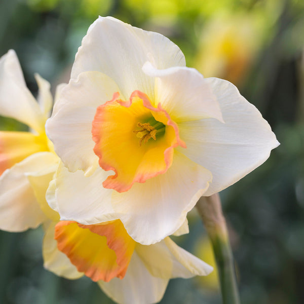 Narcissus Yazz Daffodil Bulbs Blooms Species Growing Bonsai Roots Rhizomes Corms Tubers Potted Planting Reblooming Fragrant Garden Flower Seeds Plant