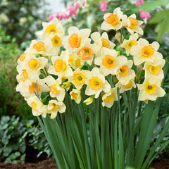 Narcissus Yazz Daffodil Bulbs Blooms Species Growing Bonsai Roots Rhizomes Corms Tubers Potted Planting Reblooming Fragrant Garden Flower Seeds Plant