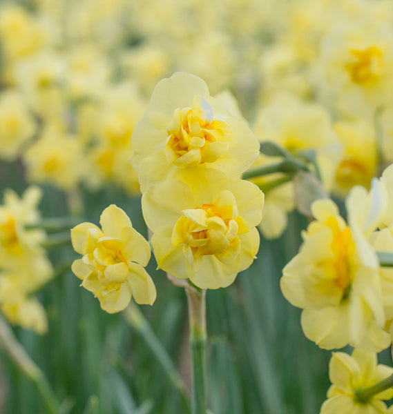 Yellow Cheerfulness Daffodil Narcissus Bulbs Blooms Species Growing Bonsai Roots Rhizomes Corms Tubers Potted Planting Reblooming Fragrant Garden Flower Seeds Plant