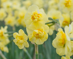 Yellow Cheerfulness Daffodil Narcissus Bulbs Blooms Species Growing Bonsai Roots Rhizomes Corms Tubers Potted Planting Reblooming Fragrant Garden Flower Seeds Plant