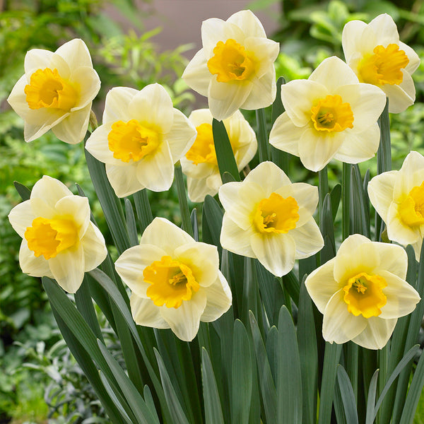 Narcissus Yellow Salome  Daffodil Bulbs Blooms Species Growing Bonsai Roots Rhizomes Corms Tubers Potted Planting Reblooming Fragrant Garden Flower Seeds Plant