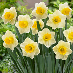 Narcissus Yellow Salome  Daffodil Bulbs Blooms Species Growing Bonsai Roots Rhizomes Corms Tubers Potted Planting Reblooming Fragrant Garden Flower Seeds Plant
