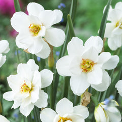 Narcissus albus plenus odoratus Daffodil Bulbs Blooms Species Growing Bonsai Roots Rhizomes Corms Tubers Potted Planting Reblooming Fragrant Garden Flower Seeds Plant