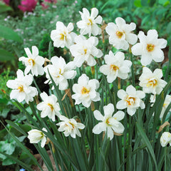 Narcissus albus plenus odoratus Daffodil Bulbs Blooms Species Growing Bonsai Roots Rhizomes Corms Tubers Potted Planting Reblooming Fragrant Garden Flower Seeds Plant