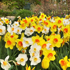 Narcissus Daffodil Classic Trumpet Mix Bulbs Blooms Species Growing Bonsai Roots Rhizomes Corms Tubers Potted Planting Reblooming Fragrant Garden Flower Seeds Plant