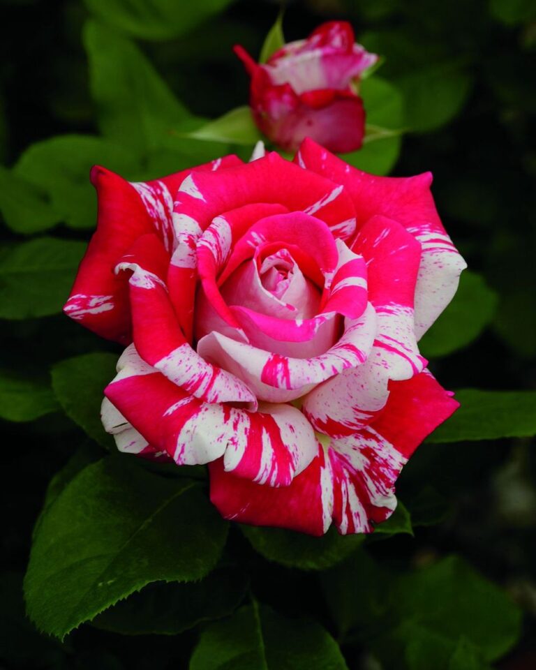 Pink White Rose Seedlings Flower Seeds Perennial Growing Bonsai Corms Tubers Potted Planting Reblooming Fragrant Garden Roots Rhizomes Species Blooms Plant Bulbs Gardening Tree