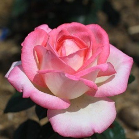 Bride Rose Seedlings Flower Seeds Perennial Growing Bonsai Corms Tubers Potted Planting Reblooming Fragrant Garden Roots Rhizomes Species Blooms Plant Bulbs Gardening Tree
