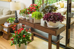 Charmed Wine Sorrel Oxalis Bulbs Wood Shamrock Perennial Growing Bonsai Roots Rhizomes Corms Tubers Potted Planting Reblooming Fragrant Garden Species Blooms Flower Seeds Plant Gardening