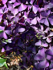 Love Oxalis Bulbs Wood Sorrel Shamrock Perennial Growing Bonsai Roots Rhizomes Corms Tubers Potted Planting Reblooming Fragrant Garden Species Blooms Flower Seeds Plant Gardening
