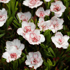 Seedsplant A002 Oxalis Censation Double Pink Wonder Wood Sorrel Shamrock Perennial Growing Bonsai Roots Rhizomes Corms Tubers Potted Planting Reblooming Fragrant Garden Species Blooms Flower Seeds Plant Gardening