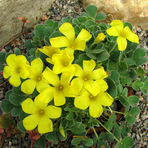 Seedsplant A006 Oxalis Bulbs Wood Sorrel Shamrock Perennial Growing Bonsai Roots Rhizomes Corms Tubers Potted Planting Reblooming Fragrant Garden Species Blooms Flower Seeds Plant Gardening
