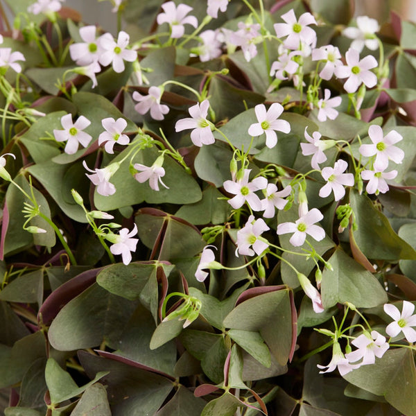 Seedsplant A0011 Oxalis Sanne Bulbs Wood Sorrel Shamrock Perennial Growing Bonsai Roots Rhizomes Corms Tubers Potted Planting Reblooming Fragrant Garden Species Blooms Flower Seeds Plant Gardening