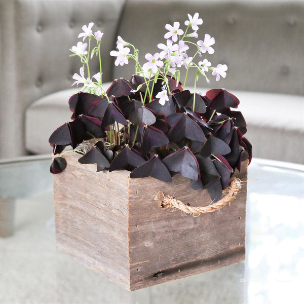 Seedsplant A0023 Oxalis Triangularis Wood Sorrel Shamrock Perennial Growing Bonsai Roots Rhizomes Corms Tubers Potted Planting Reblooming Fragrant Garden Species Blooms Flower Seeds Plant Gardening