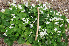 Butterfly Oxalis Bulbs Wood Sorrel Shamrock Perennial Growing Bonsai Roots Rhizomes Corms Tubers Potted Planting Reblooming Fragrant Garden Species Blooms Flower Seeds Plant Gardening