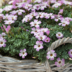 Seedsplant A005 Oxalis Adenophylla Bulbs Wood Sorrel Shamrock Perennial Growing Bonsai Roots Rhizomes Corms Tubers Potted Planting Reblooming Fragrant Garden Species Blooms Flower Seeds Plant Gardening