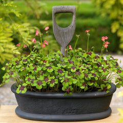 Seedsplant AA001 Oxalis Bulbs Wood Sorrel Shamrock Perennial Growing Bonsai Roots Rhizomes Corms Tubers Potted Planting Reblooming Fragrant Garden Species Blooms Flower Seeds Plant Gardening
