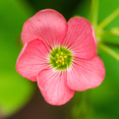 Seedsplant A001 Oxalis Iron Cross Good Luck Plant Wood Sorrel Shamrock Perennial Growing Bonsai Roots Rhizomes Corms Tubers Potted Planting Reblooming Fragrant Garden Species Blooms Flower Seeds Plant Gardening