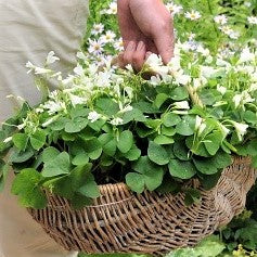Seedsplant A007 Oxalis Regnellii Bulbs Wood Sorrel Shamrock Perennial Growing Bonsai Roots Rhizomes Corms Tubers Potted Planting Reblooming Fragrant Garden Species Blooms Flower Seeds Plant Gardening