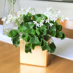 Seedsplant A0012 Oxalis Regnellii  Bulbs Wood Sorrel Shamrock Perennial Growing Bonsai Roots Rhizomes Corms Tubers Potted Planting Reblooming Fragrant Garden Species Blooms Flower Seeds Plant Gardening