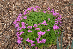 Pink Oxalis Triangularis Bulbs Wood Sorrel Shamrock Perennial Growing Bonsai Roots Rhizomes Corms Tubers Potted Planting Reblooming Fragrant Garden Species Blooms Flower Seeds Plant Gardening