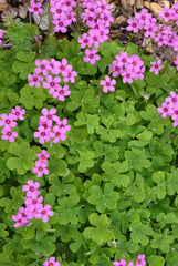Pink Oxalis Triangularis Bulbs Wood Sorrel Shamrock Perennial Growing Bonsai Roots Rhizomes Corms Tubers Potted Planting Reblooming Fragrant Garden Species Blooms Flower Seeds Plant Gardening
