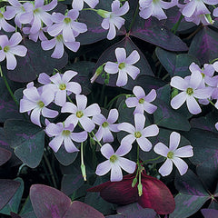 Oxalis Triangularis Bulbs Wood Sorrel Shamrock Perennial Growing Bonsai Roots Rhizomes Corms Tubers Potted Planting Reblooming Fragrant Garden Species Blooms Flower Seeds Plant Gardening